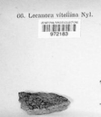 Candelariella vitellina f. vitellina image